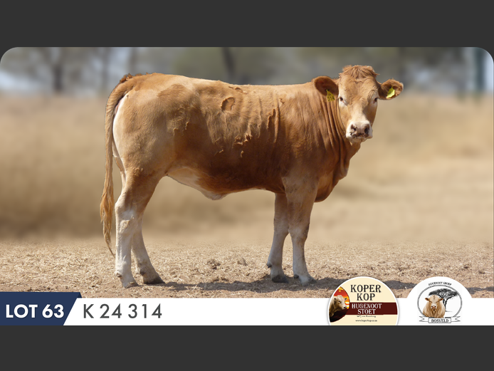 K240314 | KOPERKOP HUGENOOT STOET