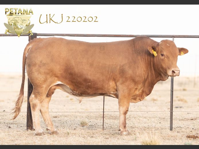 UKJ 220202