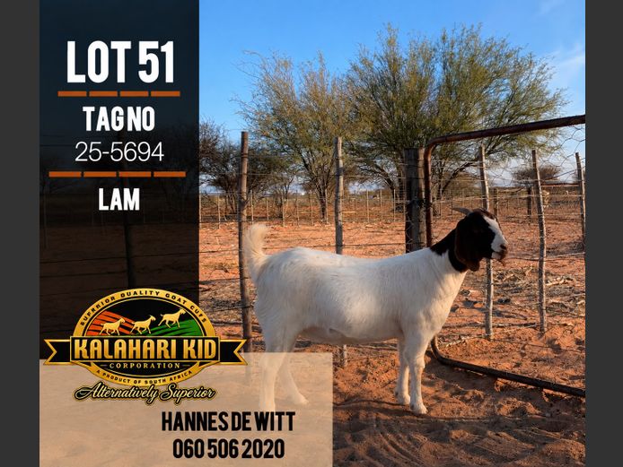 255694 | Kalahari Kid