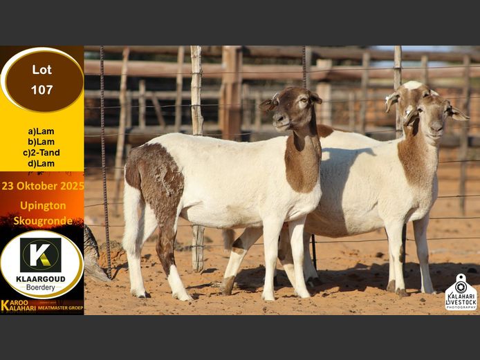 CP 107B | Chris Potgieter & Christia Scholtz - Klaargoud Boerdery