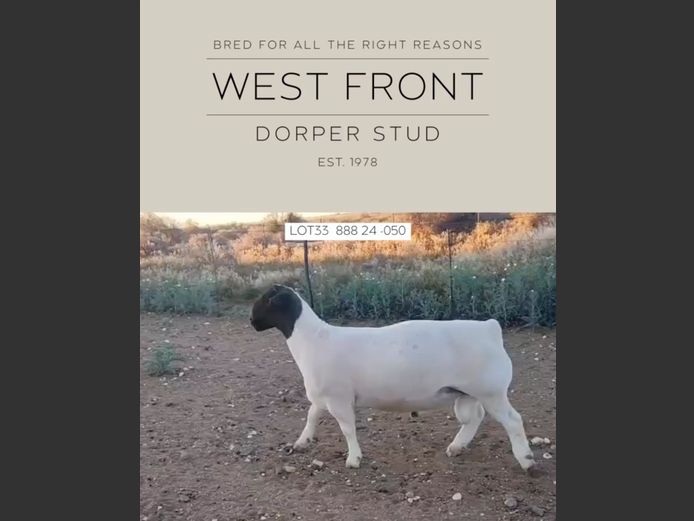 888 24 0050 | West Front Dorpers