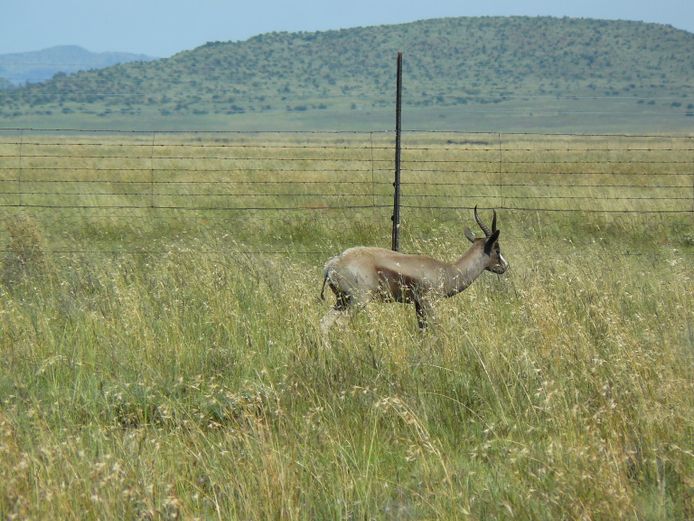 Blou Springbok | Langkloof Wild (P Simes)