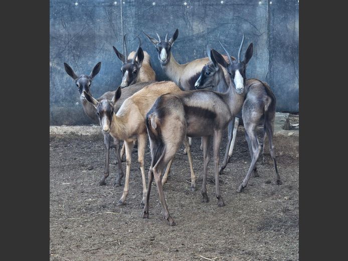 SPRINGBUCK | HELICON