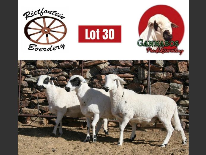 RFB24-148 | Rietfontein Boerdery