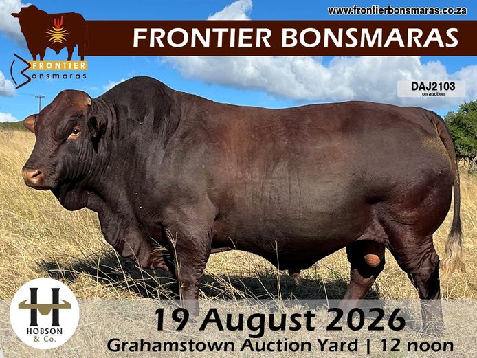 FRONTIER BONSMARAS AUCTION