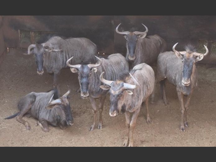 BLUE WILDEBEEST