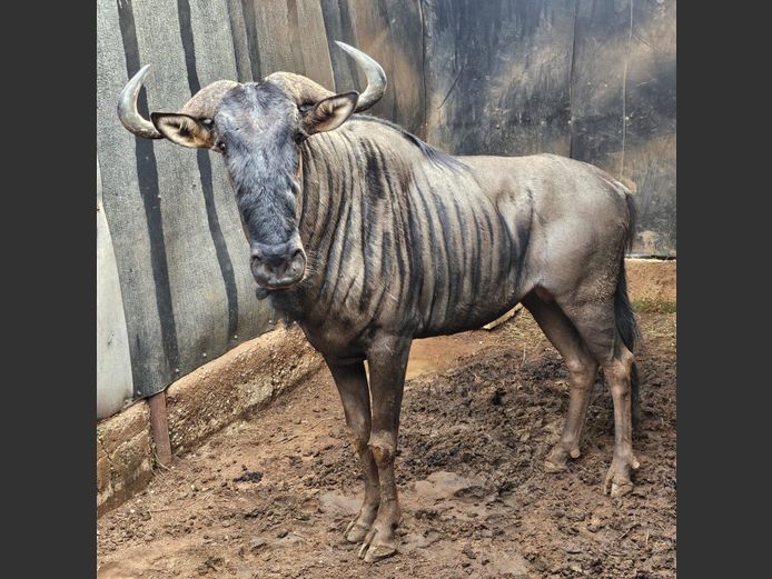 BLUEWILDEBEEST | BUFFELSPOORT