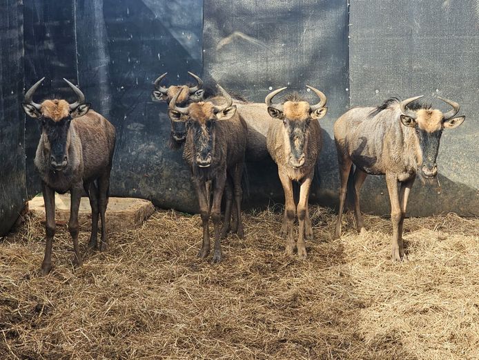 BLOUWILDEBEES | BUFFELSKLOOF 1