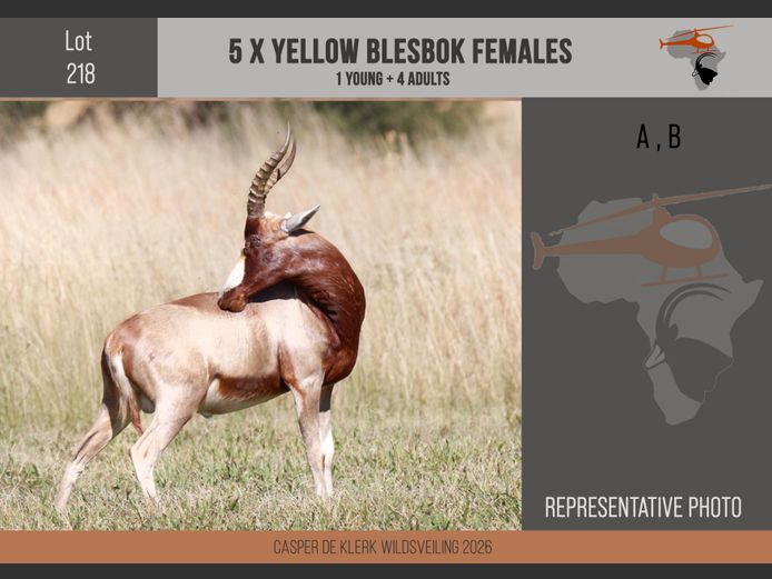 Yellow Blesbuck 