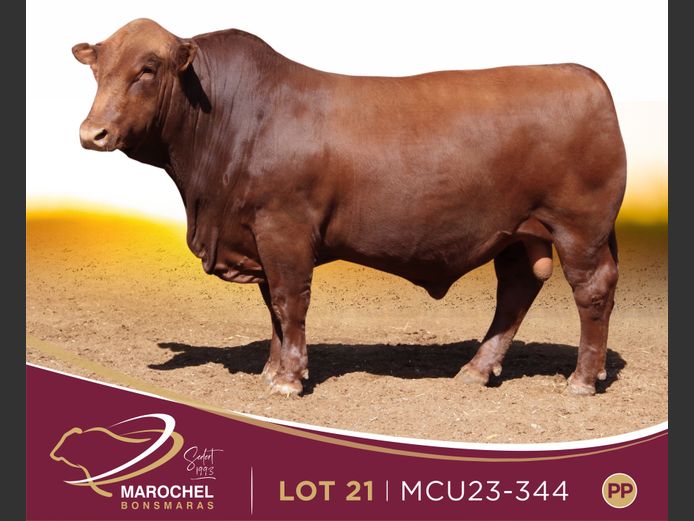 MCU 230344