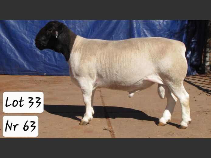 63 | PIET MYBURGH