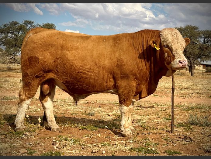 MK2262 | IBENSTEIN SIMMENTALER