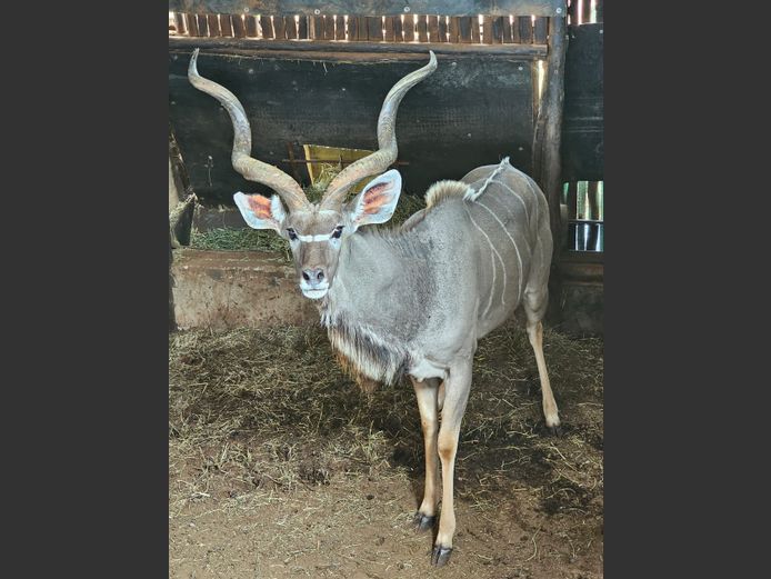 KOEDOE | DE KOK BOERDERY