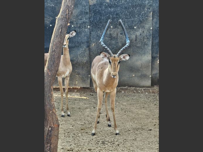 IMPALA | HUGOMOD
