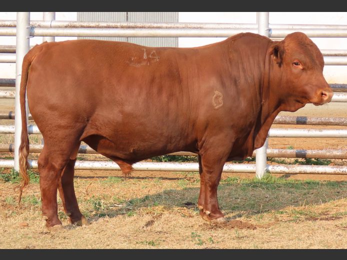 WDS 230032 | SWAERSHOEK BONSMARAS