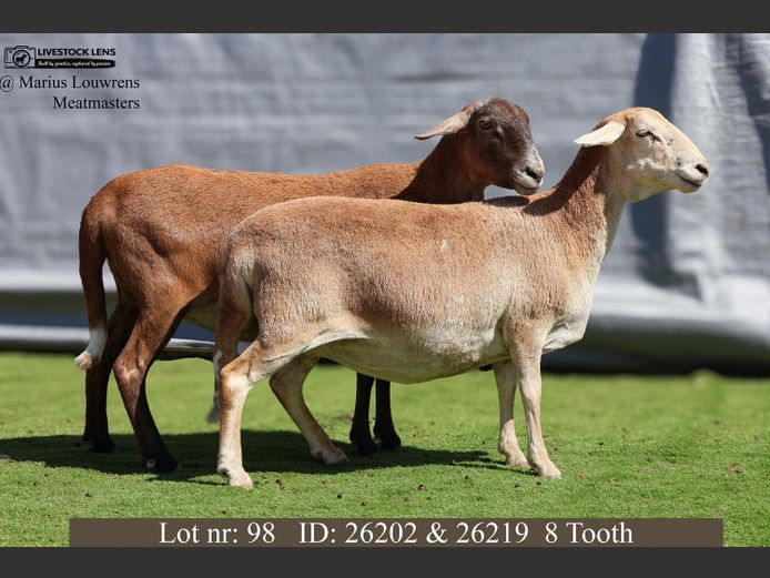 26202 | 26219 | Marius Louwrens Meatmasters