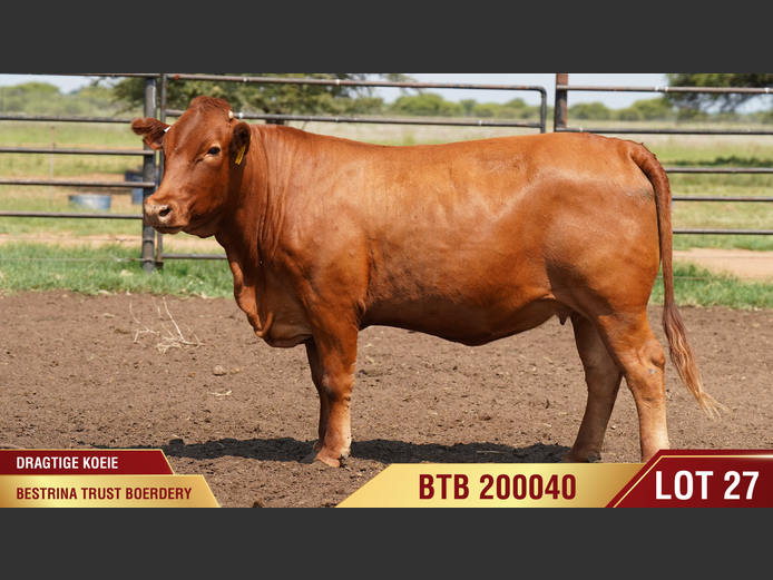 BTB200040 | BESTRINA TRUST BOERDERY