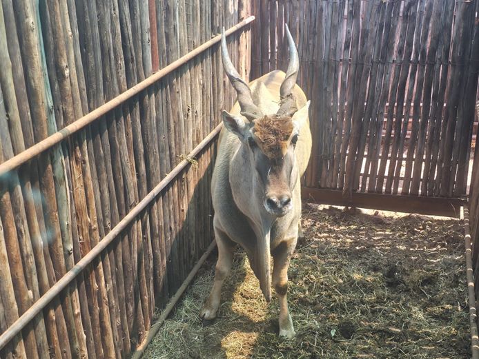 ELAND | HANLEY 2