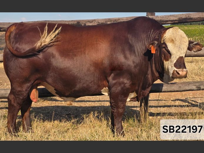 SB22197 | STAPELBERG BROERS