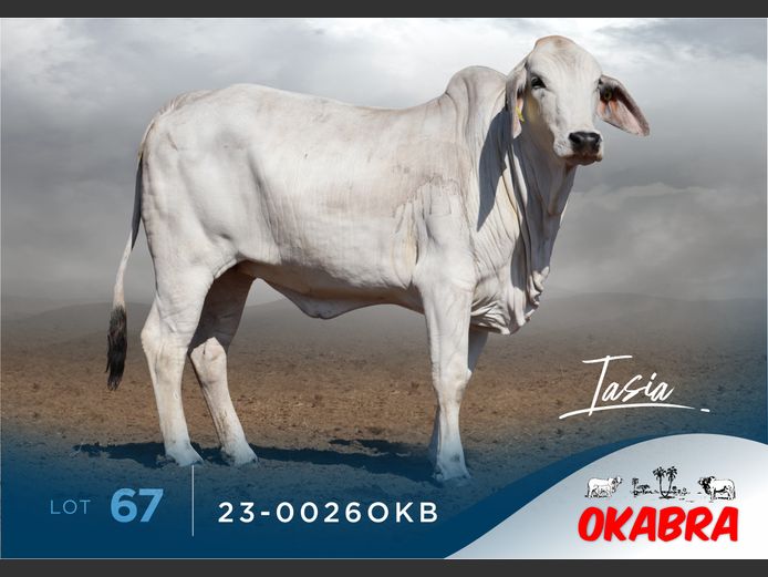 23-0026OKB | OKABRA BRAHMANS