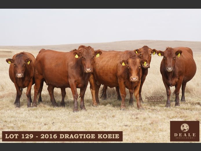 Dragtige Koeie
