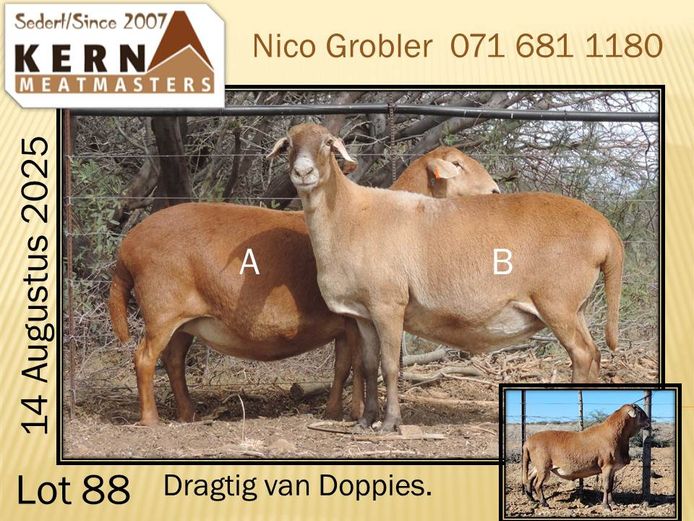 KERN 20 0328 | AANGETEKEN | Nico Grobler - Kern Meatmasters
