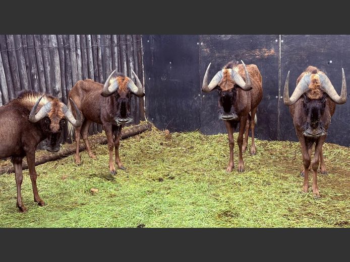 Swart Wildebees Bulle