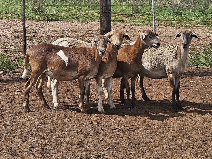 Ooie | GF Van Rooyen