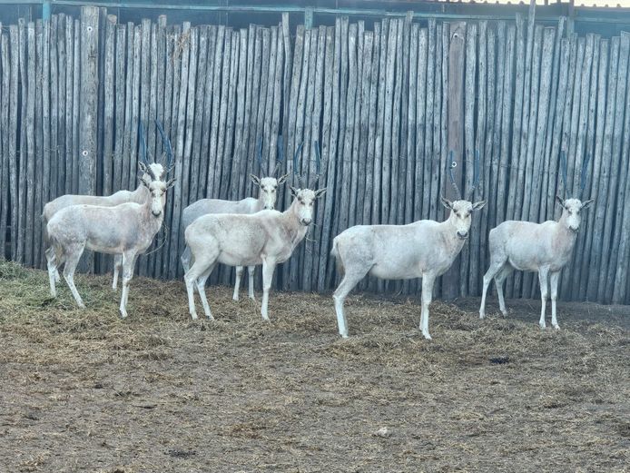 WIT BLESBOK | NYLSVLEI