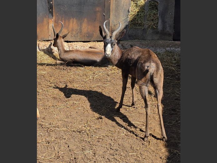 SPRINGBOK (swart) | M & E TRADING