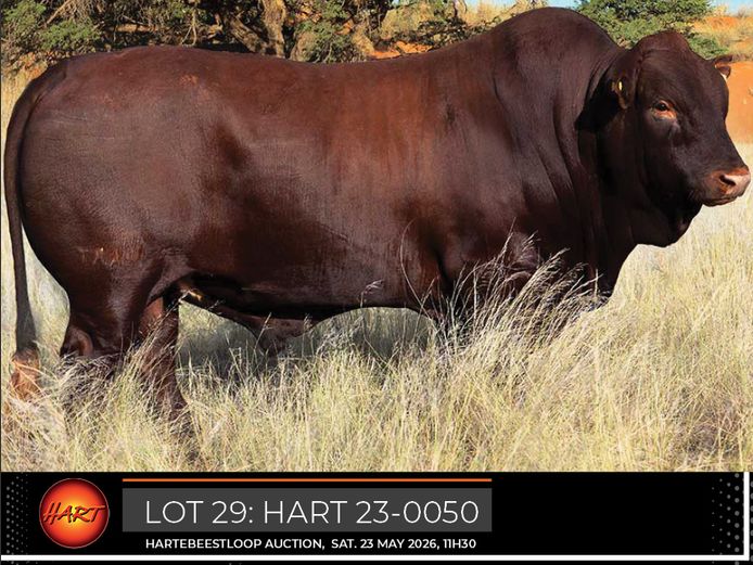 HART230050HH(c) | HARTEBEESTLOOP BONSMARA