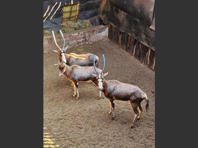BLESBOK | ROLAND WARD