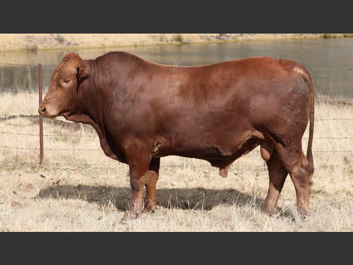 HBH 230095 | CLARK CATTLE COMPANY PTY LTD