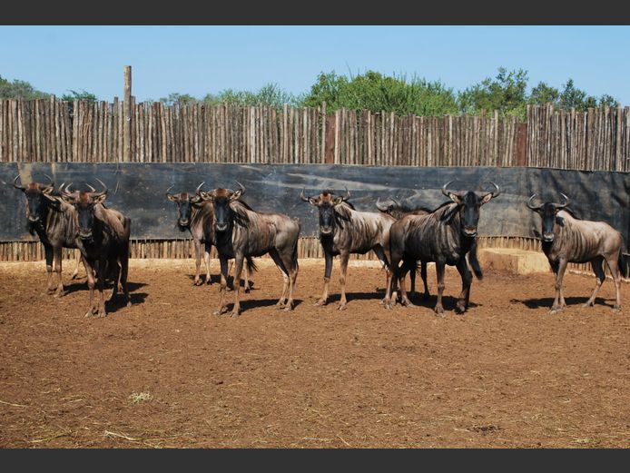 BLUE WILDEBEEST | MALANGAS