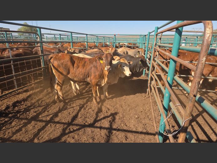 AGRA GOBABIS WEANER AUCTION