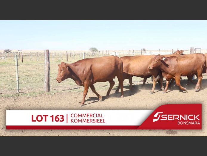 Commercial Animals