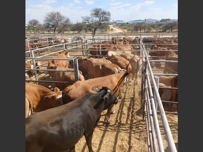 COWS | DOLL FARMING PREMIUM AUCTION