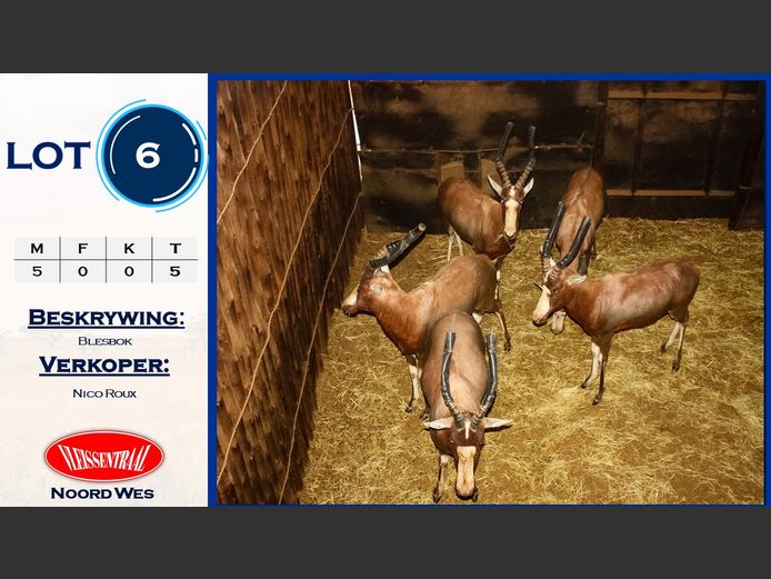 Blesbok