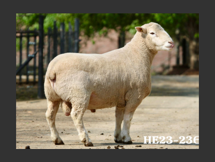 HE230236 | EKSTEENS HATARI