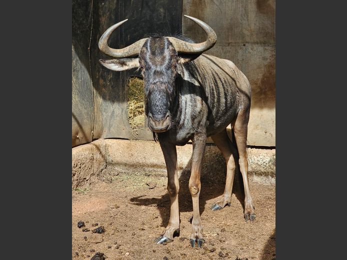 BLUE WILDEBEEST | DEELBOS