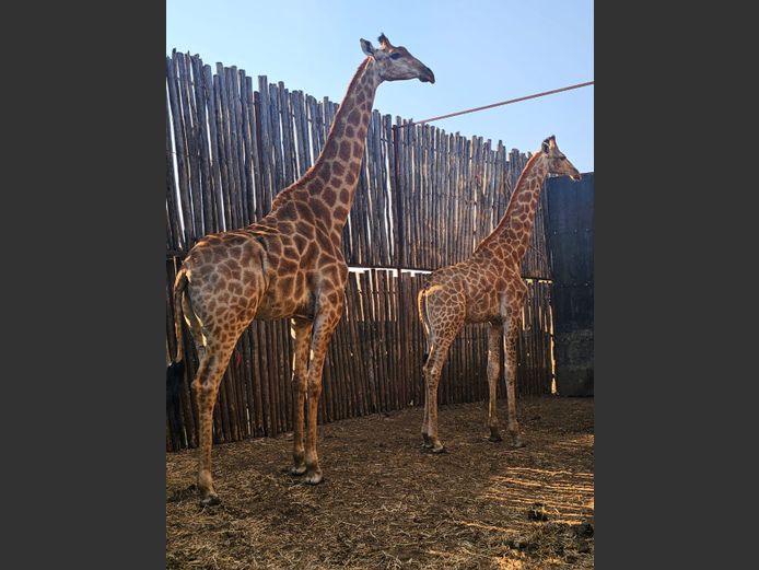 GIRAFFE | 3-SOUTH BDY