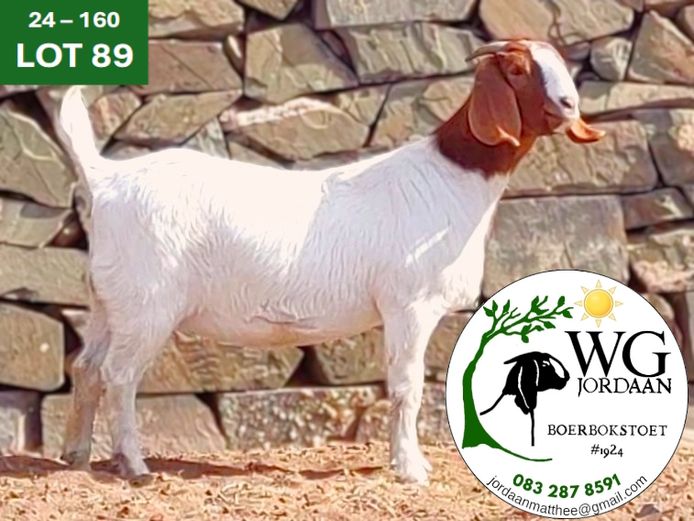 240160 | WG JORDAAN BOERBOKSTOET