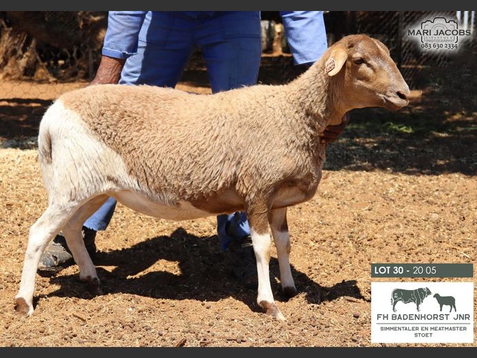 2005 | FH Badenhorst JNR