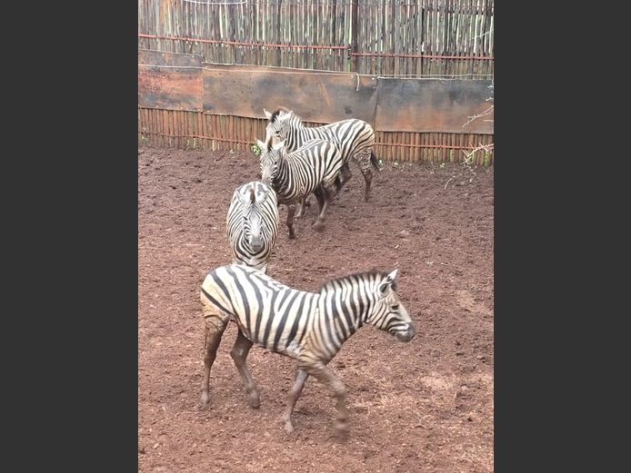 ZEBRA | DITJABE