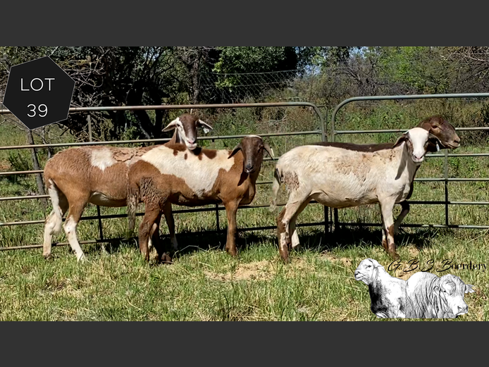Ewes | GBS Boerdery