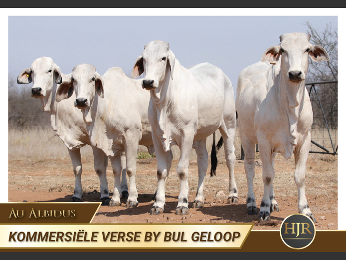 Commercial Animals | HJ Roets Boerdery