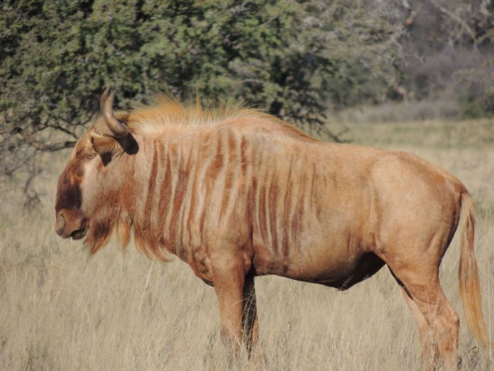 GOUEWILDEBEES BUL - MAK