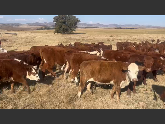 Weaners 