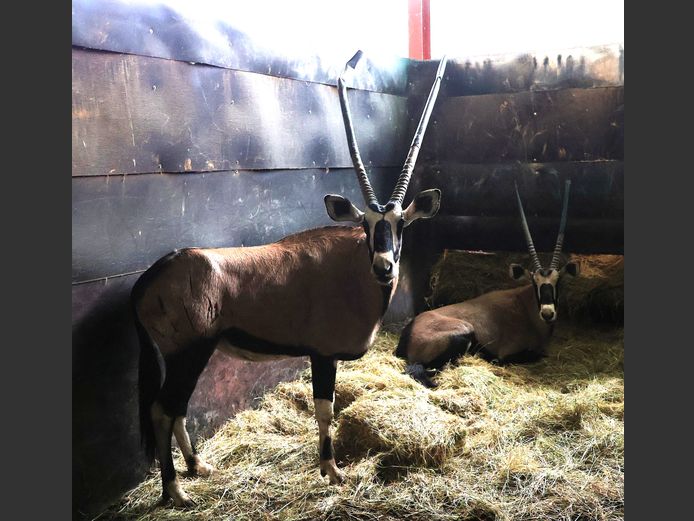 GEWONE GEMSBOK | BYLEVELD FAMILIE BOERDERY