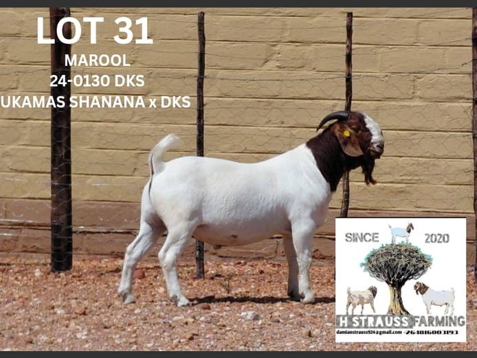 24-0130DKS | H STRAUSS FARMING